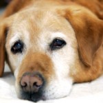 New Tricks for Taking Care of Old Dogs