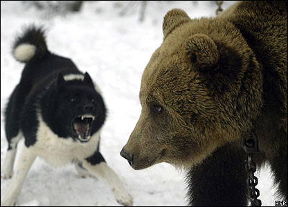 dog-and-bear.jpg