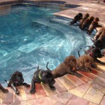 Pool Pups!