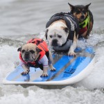 Surf Doggies