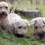 Save the Sealyham Terrier
