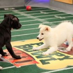 The Real Big Game on Sunday: The Puppy Bowl!